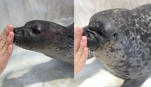 海遊館でダークサイドに堕ちたアザラシが目撃される