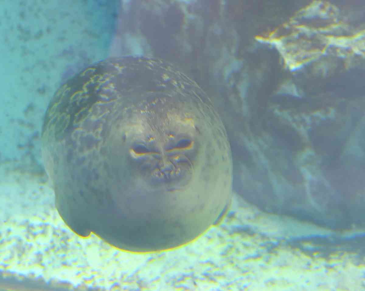 海遊館でダークサイドに堕ちたアザラシが目撃される