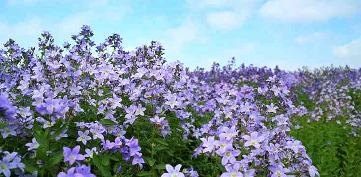 お花で癒されたい!のトピ