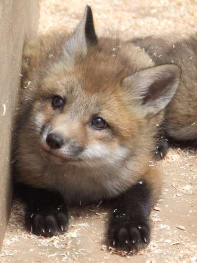 きつね顔が似合うファッション