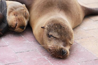 【画像】眠っている動物たち
