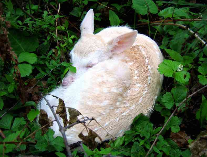 【画像】眠っている動物たち