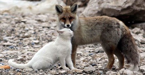異種だけど仲良しの動物の画像