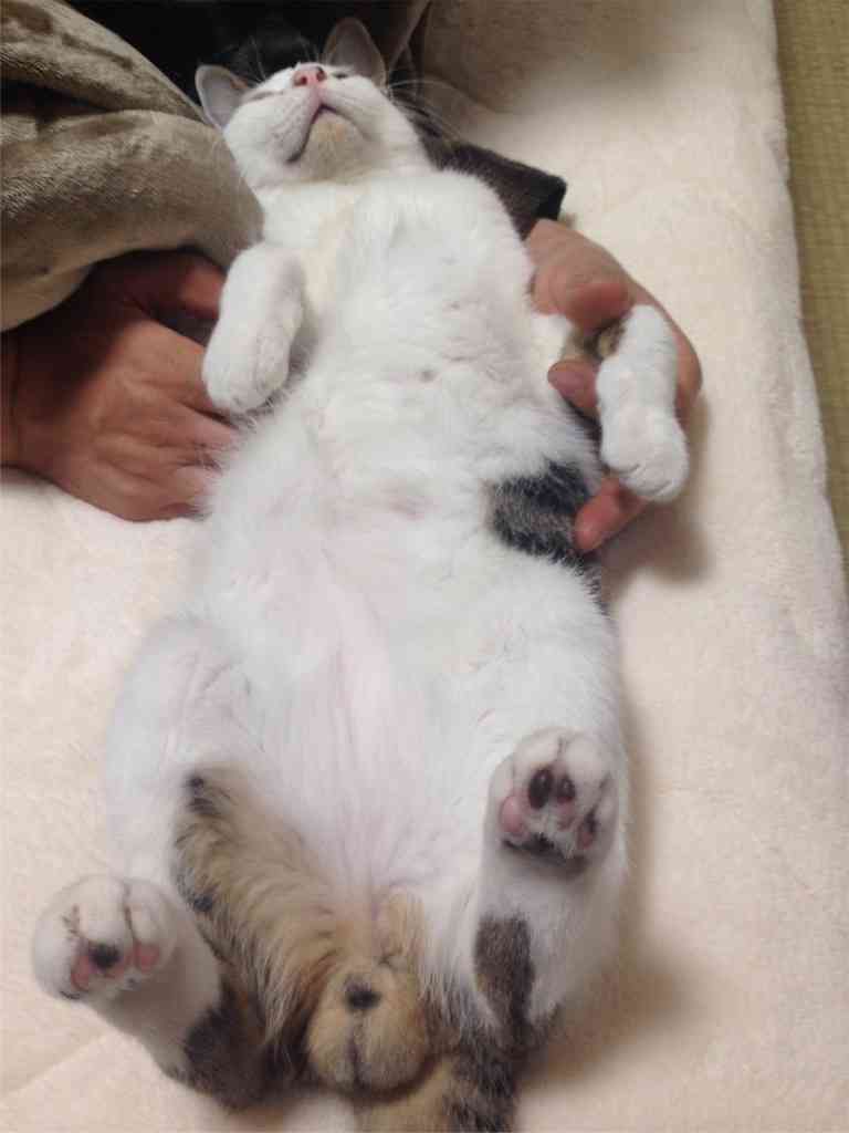 猫の「ω」の画像ください!