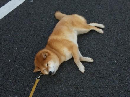 犬あるある