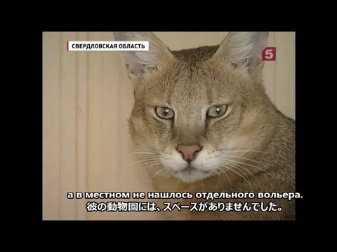ジャングルキャットを飼う人　ロシアTV - YouTube