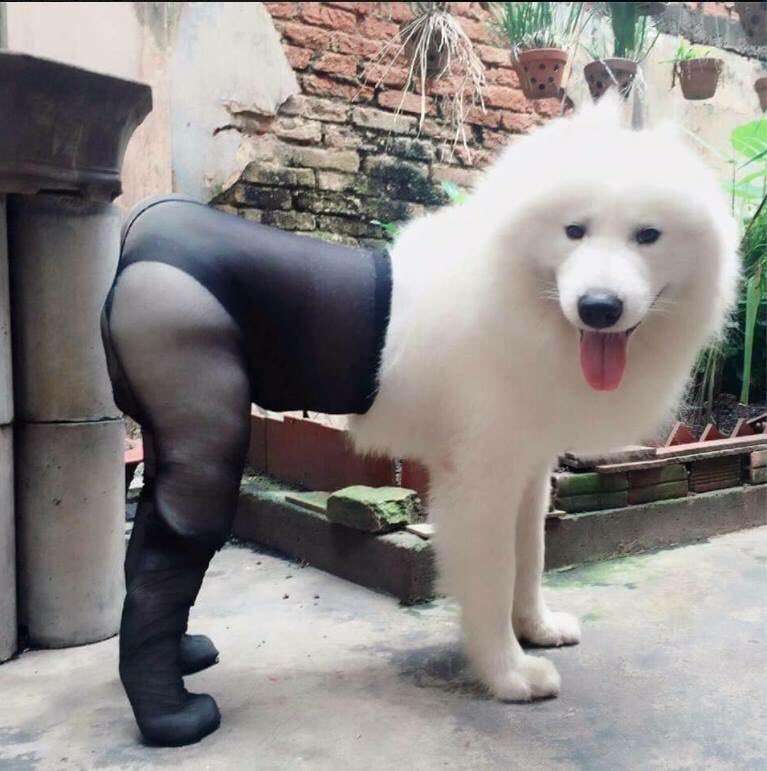 笑いが止まらなくなるトピ