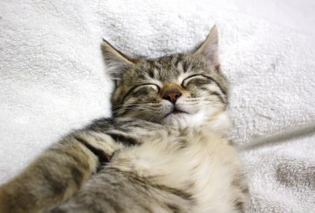 【画像】眠っている動物たち