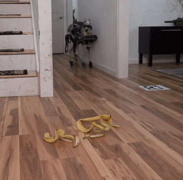                                         Dog slips on banana peel - GIF on Imgur