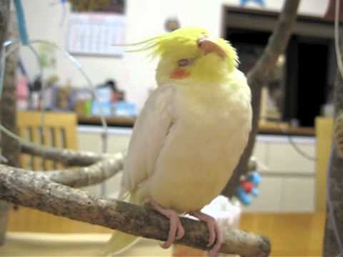 【画像】眠っている動物たち