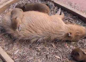 【画像】眠っている動物たち