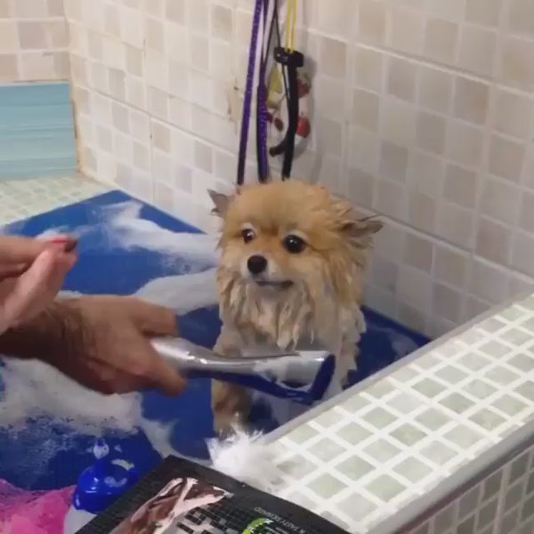 ポメラニアンスパにようこそ  ｜ほのぼの♨︎動物動画さんのTwitterで話題の画像