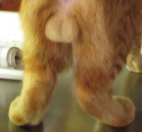 猫の「ω」の画像ください!
