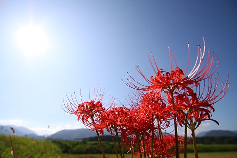 お花で癒されたい!のトピ