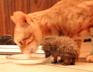 異種だけど仲良しの動物の画像