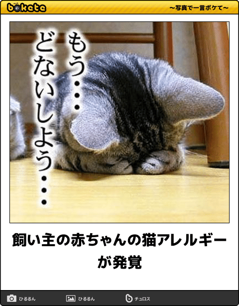 猫好きだけど猫アレルギーな人…