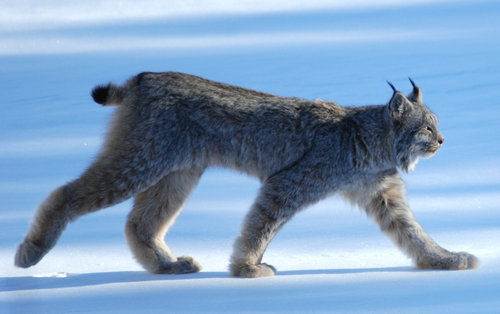 大型犬はいるのにどうして大型猫はいないの?←戦闘力が違うから