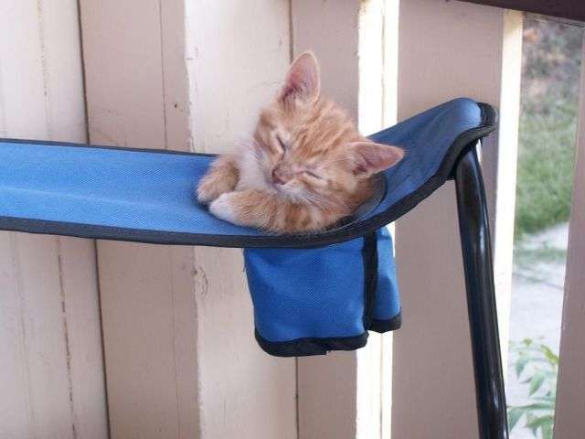 【画像】眠っている動物たち