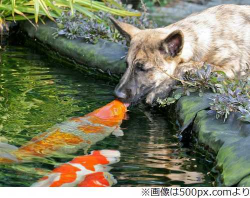 異種だけど仲良しの動物の画像