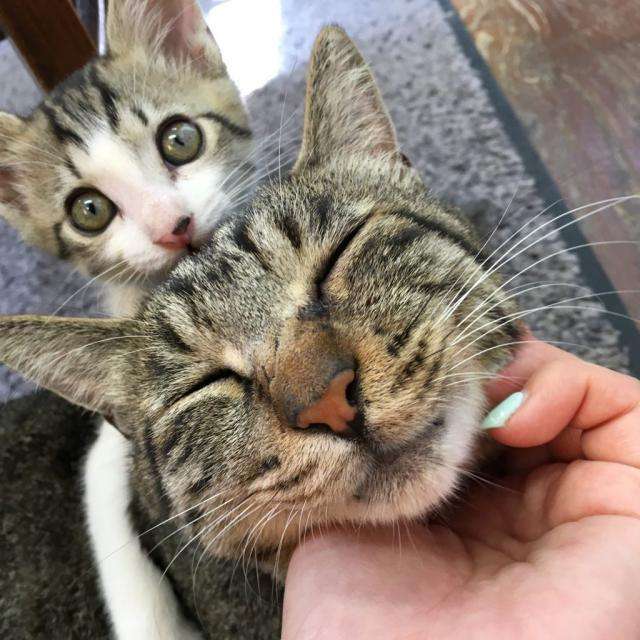 人気の猫ツイッター休止、客の暴言やマナー悪化で　無断で撮影「バカ、死ね、客呼びたくてやってるくせに」 （withnews） - Yahoo!ニュース