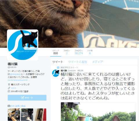 サーキットに住む猫ちゃん写真が集うTwitterアカウント「桶川猫」休止　発端は「マナー違反者による暴言」 （ねとらぼ） - Yahoo!ニュース
