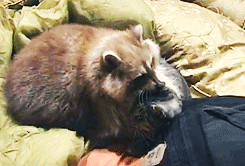 異種だけど仲良しの動物の画像