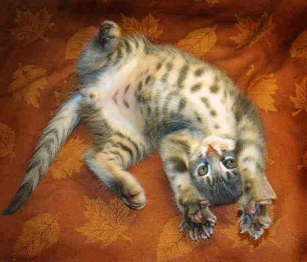 猫の「ω」の画像ください!