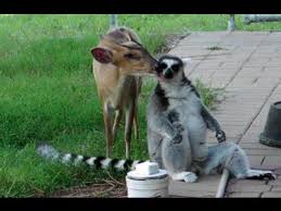 異種だけど仲良しの動物の画像