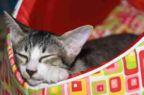 【画像】眠っている動物たち