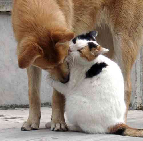 異種だけど仲良しの動物の画像