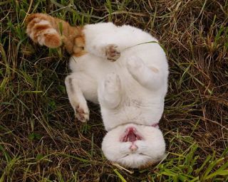 猫の「ω」の画像ください!