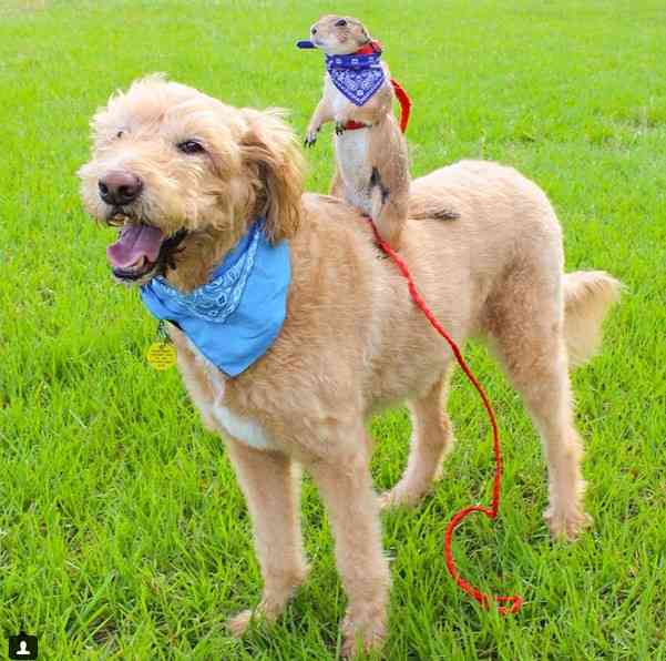異種だけど仲良しの動物の画像