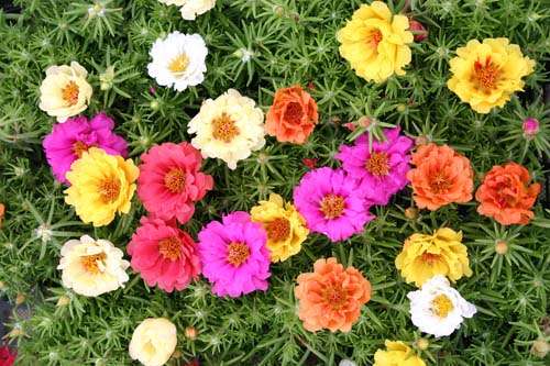 お花で癒されたい!のトピ