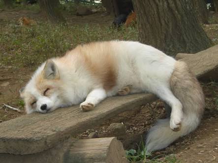 【画像】眠っている動物たち