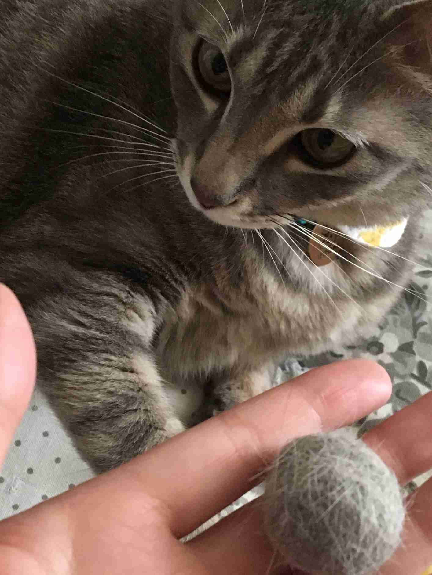 猫好きだけど猫アレルギーな人…