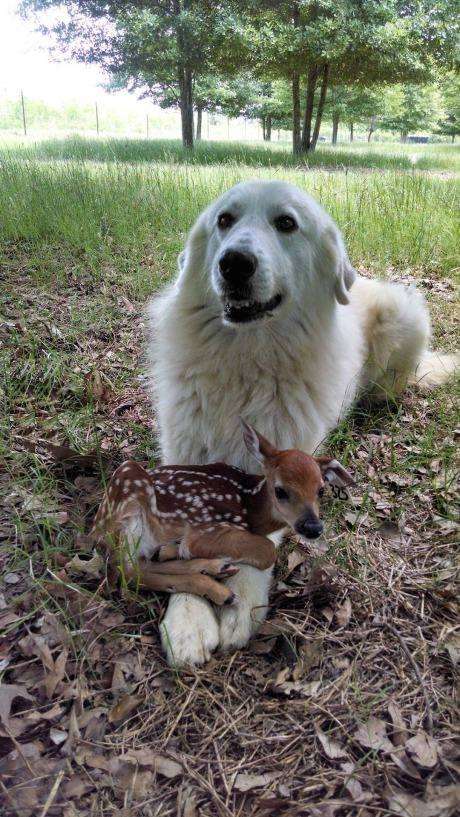 異種だけど仲良しの動物の画像