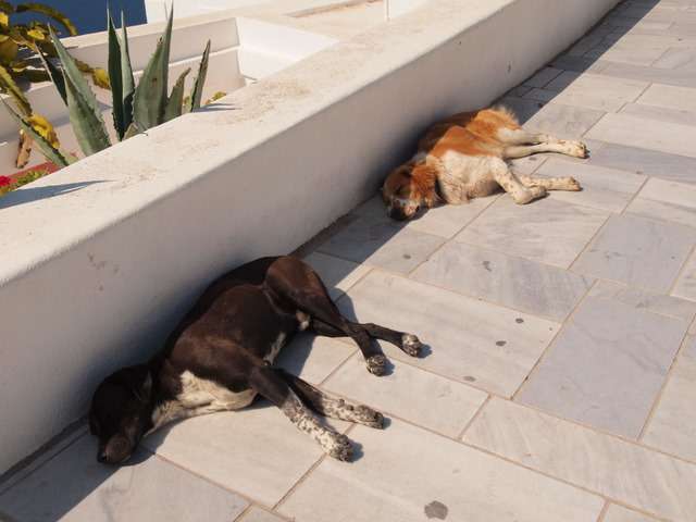 【画像】眠っている動物たち