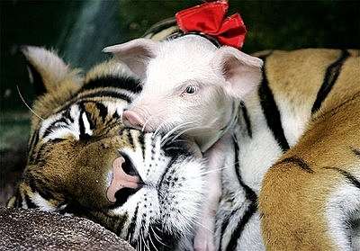異種だけど仲良しの動物の画像