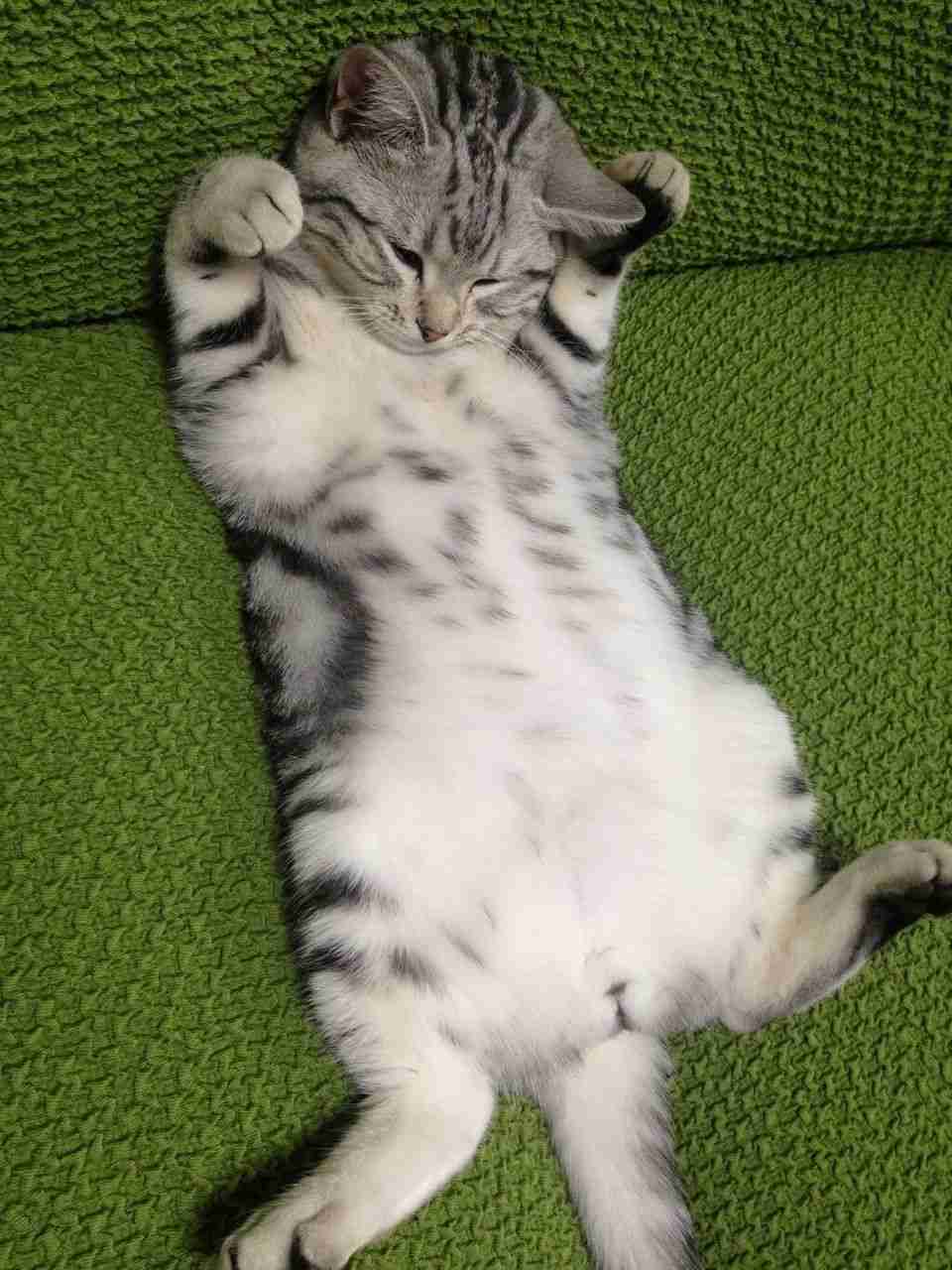 猫の「ω」の画像ください!