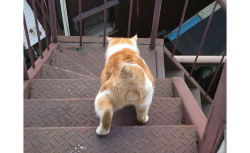 猫の「ω」の画像ください!