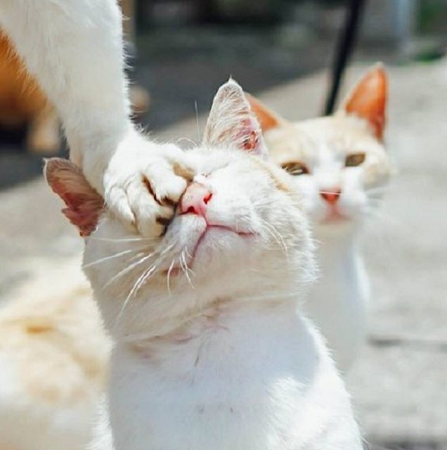 【動物限定】決め顔コレクション