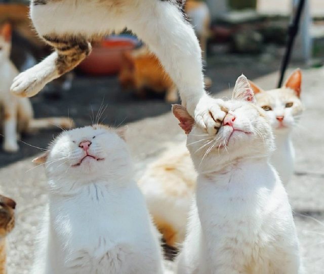 【動物限定】決め顔コレクション