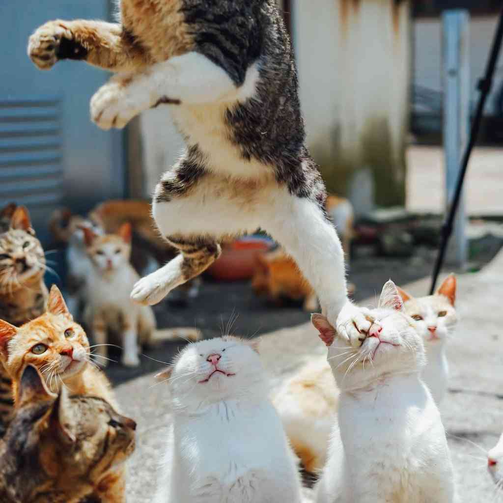 【動物限定】決め顔コレクション