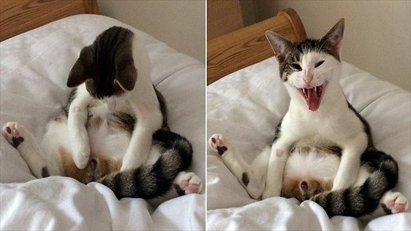 猫の「ω」の画像ください!