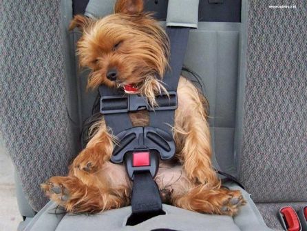 【画像】眠っている動物たち