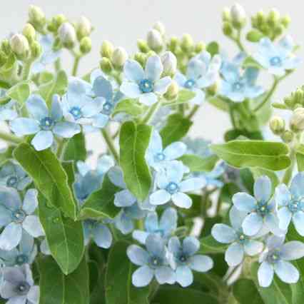 お花で癒されたい!のトピ
