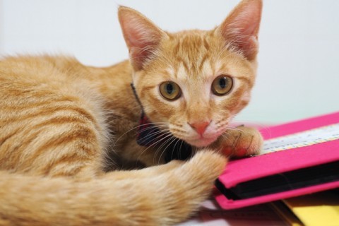 飼い主さん必読！猫の避妊・去勢手術に関するQ＆A （＠ＤＩＭＥ） - Yahoo!ニュース
