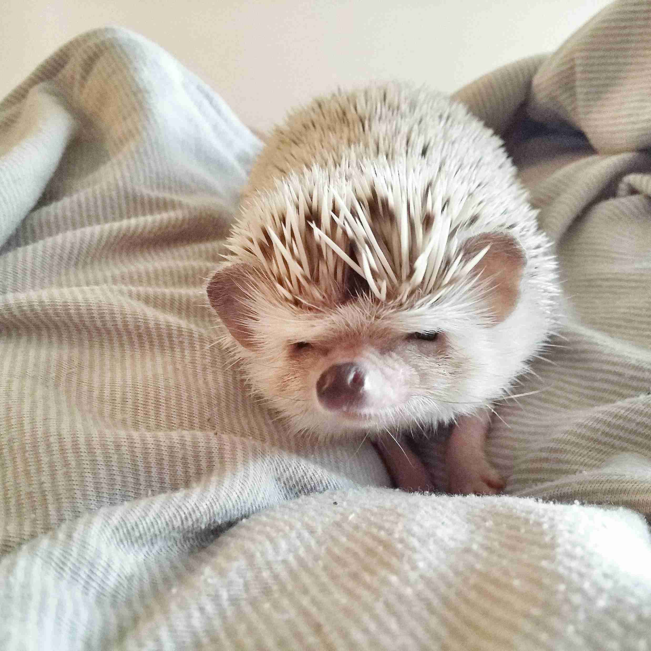 【画像】眠っている動物たち