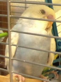 【画像】眠っている動物たち
