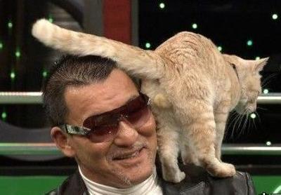猫の「ω」の画像ください!